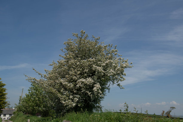 春天五月开花的白色花在落叶的野生山楂树(山楂属)生长在与明亮的蓝天背景在英国德文郡乡村的土路的边缘图片下载