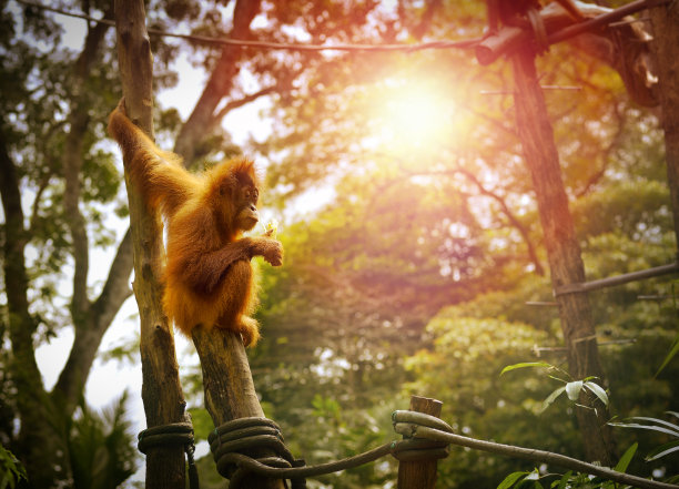 公园里的猩猩，选择性聚焦。图片下载