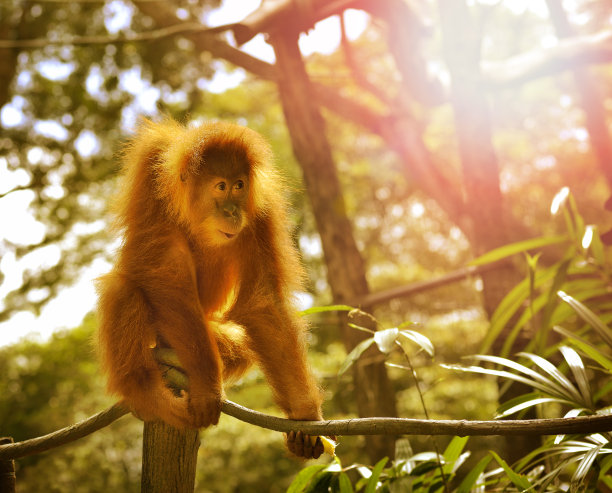 公园里的猩猩，选择性聚焦。图片下载