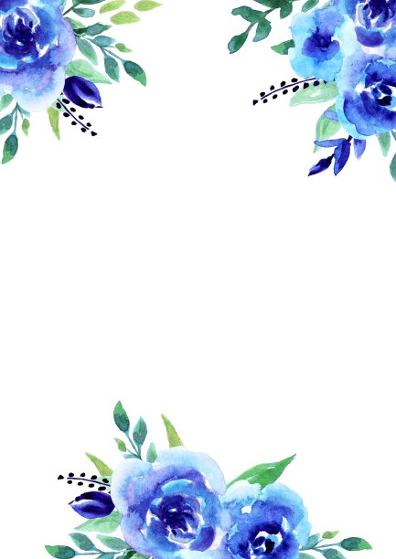 花旗，蓝玫瑰。婚礼邀请函模板。水彩手绘插图，孤立，白色背景，花卉背景图片下载