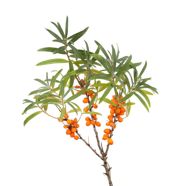 沙棘树枝与成熟的橙色浆果孤立在白色背景。图片下载