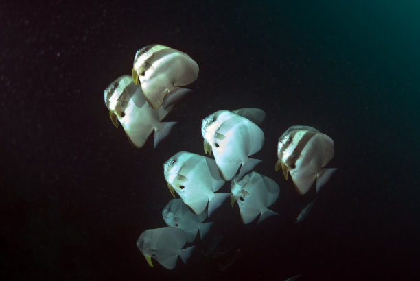 马尔代夫,水下图片下载