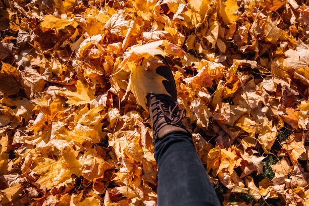 色彩斑斓的落叶背景在森林的地面上。腿在棕色的靴子上秋天落在黄色和橙色的树叶。季节性风景优美的背景。图片下载