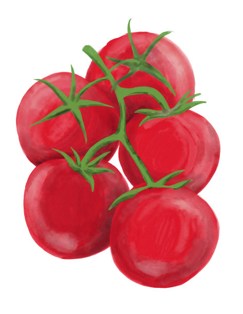 番茄蔬菜水彩画。图片下载