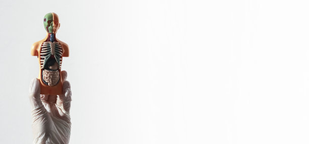 3d无皮肤人体模型与内部器官在白色背景。带有文本复制空间的医学横幅图片下载