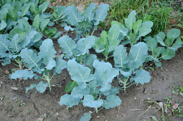 花园里把成熟的绿色卷心菜幼苗捆起来。图片下载