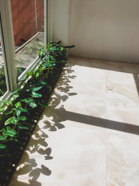 花盆里的植物图片下载