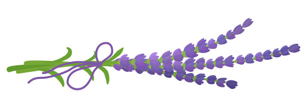 鲜薰衣草花束图片下载