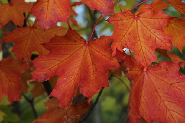 秋天叶子的颜色图片下载