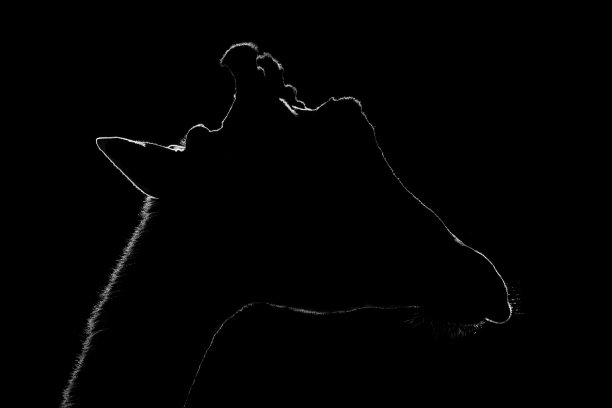 单声道特写长颈鹿对黑色背景图片下载