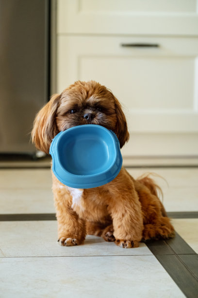 抱着空碗的饥饿的西施犬幼犬图片下载