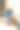 饥饿的西施小狗抱着一个空碗。图片下载