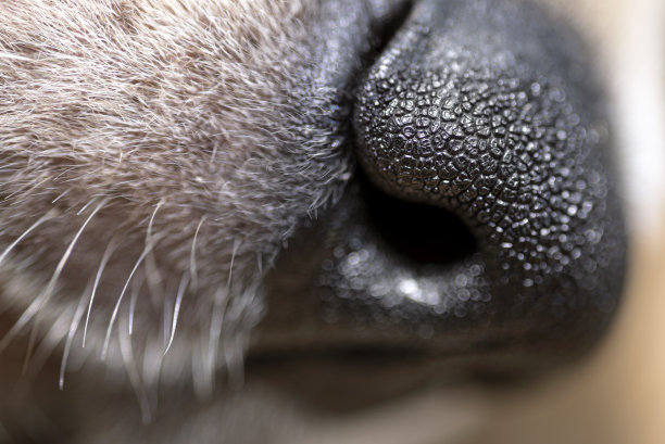 这是一张雄性金毛犬幼犬的鼻子微距照片，胡子清晰可见。图片下载