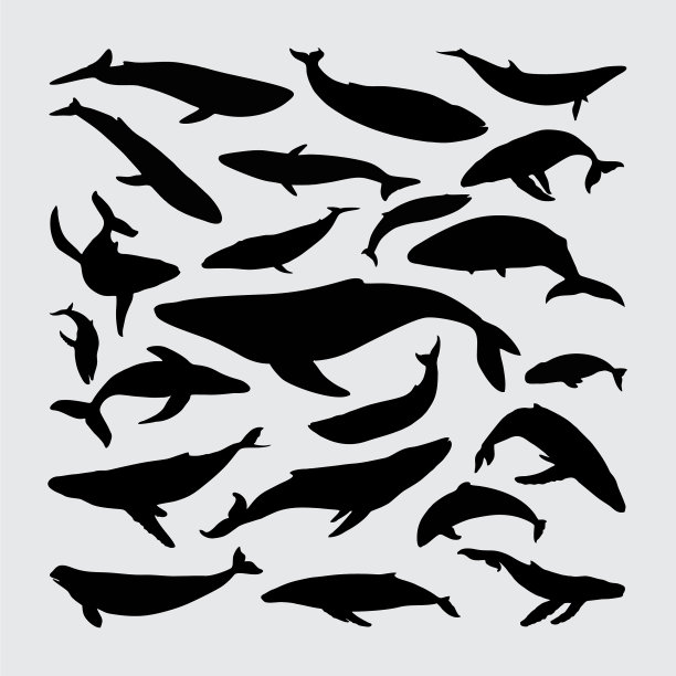 鲸鱼剪影一组鲸鱼剪影图片下载