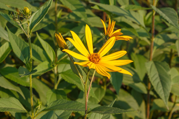 耶路撒冷朝鲜蓟花图片下载