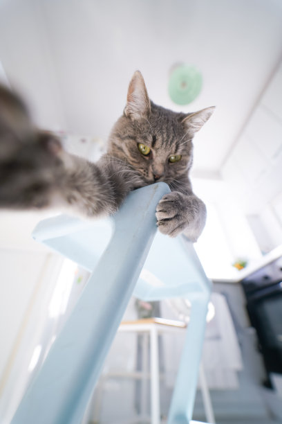 一只有趣的灰色家猫坐在蓝色的椅子上，坐在明亮的室内。图片下载