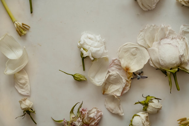 枯萎的花朵照片模型图片下载