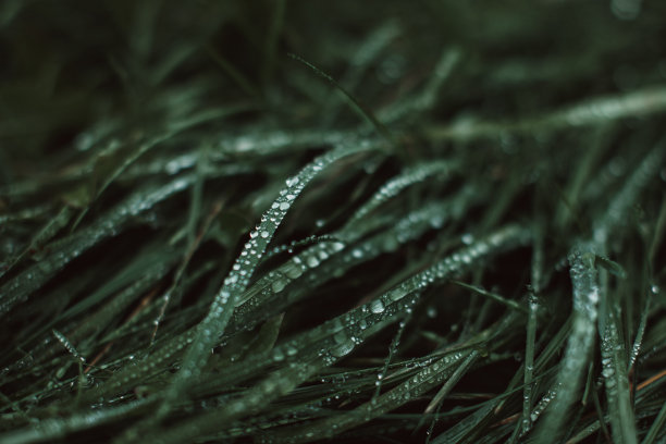 新鲜的绿草在野生动物生长与罗斯雨滴后。图片下载