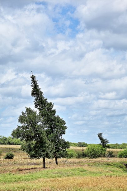 盛行风图片下载