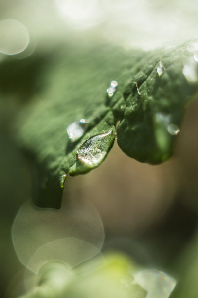 草地上的水滴图片下载