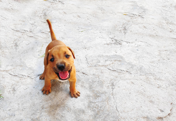 比特犬小狗在院子里浅棕色。图片下载