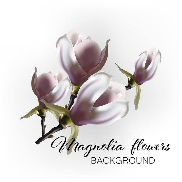 一朵盛开的木兰花的分枝在抽象的背景上图片下载