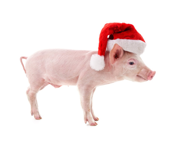 小猪戴着圣诞帽。图片下载