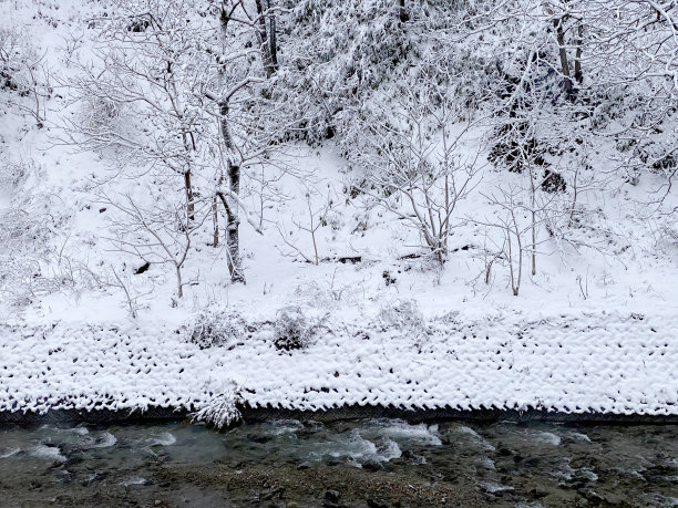 日本森林的雪景，日本的冬季景观，日本的自然图片下载