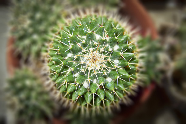 乳酸菌仙人掌的顶部视图模糊的背景，特写。俯视图照片新鲜的绿色仙人掌在锅图片下载