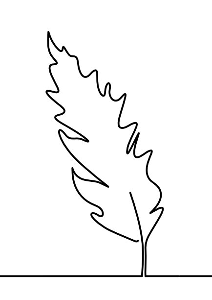 抽象羽毛的轮廓线在白色上绘制图片下载