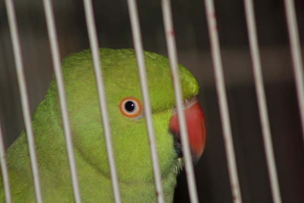 绿色美丽的亚洲鹦鹉在鸟笼图片下载