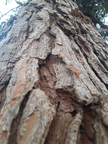 干燥的树皮纹理和背景图片下载