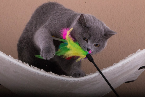 一只灰色的英国短毛猫在玩带有许多彩色羽毛的玩具图片下载