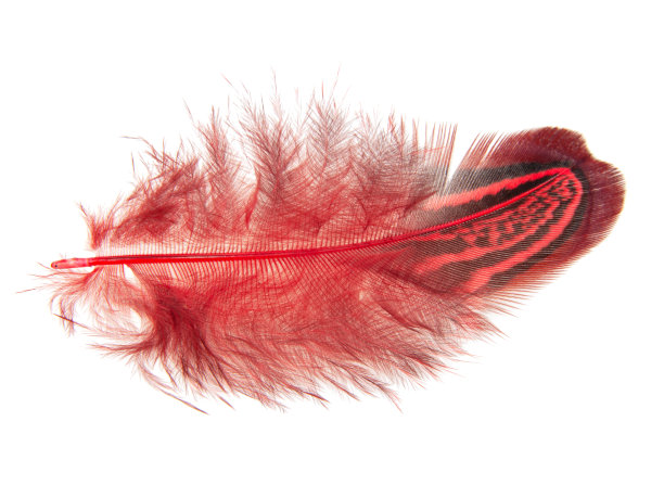 红色装饰多彩的雉鸡鸟羽毛孤立在白色的背景上图片下载