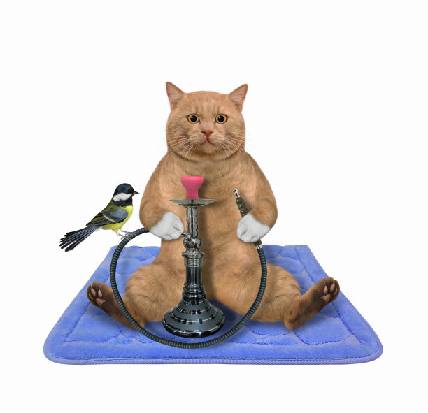 猫红色的烟管图片下载