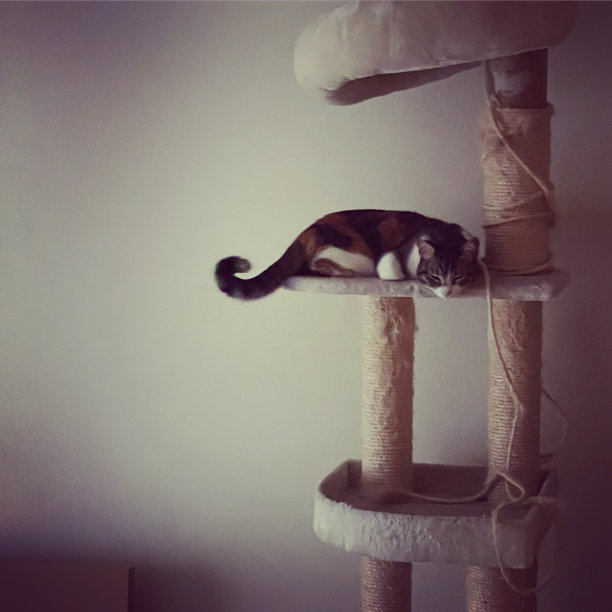 猫放松图片下载