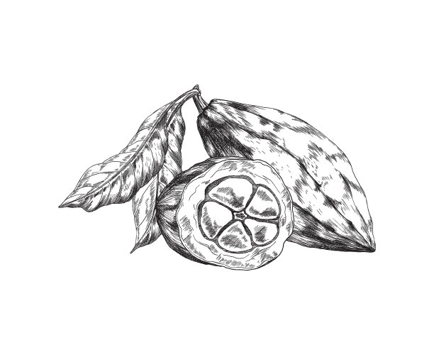 可可或可可豆荚与树叶雕刻风格图片下载