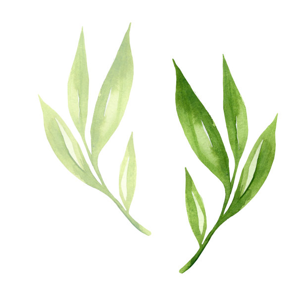 以绿叶水彩为设计元素。图片下载