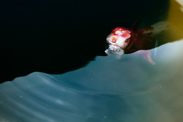 联盟,Oranda图片下载