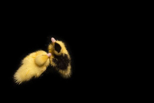 可爱的小黄鸭在游泳图片下载