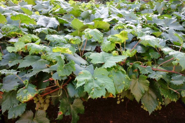 葡萄园里绿葡萄的果实图片下载