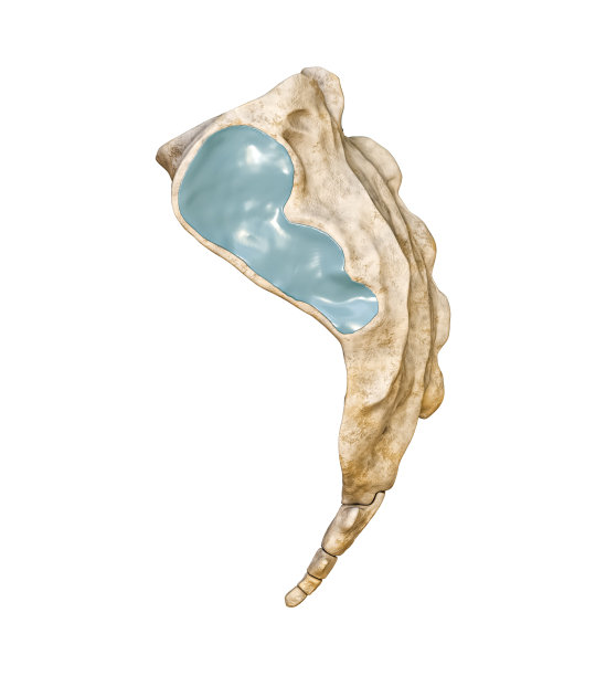 详细的侧脸或侧面视图的人骶骨和尾骨3D渲染插图分离在白色背景。空白的解剖图。解剖学，医学，生物学，科学概念。图片下载