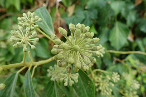 赫德拉·隆贝亚图片下载