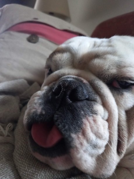 英国牛头犬图片下载