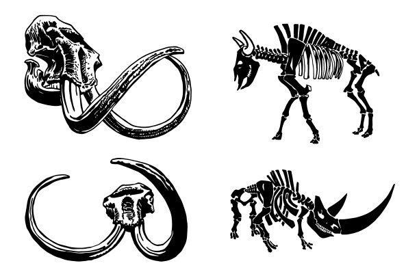犀牛和公牛的骨架，还有图片下载