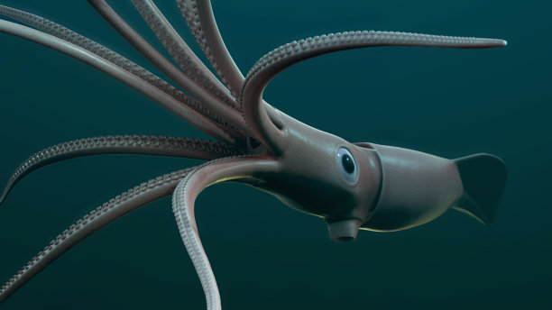 巨型乌贼图片下载