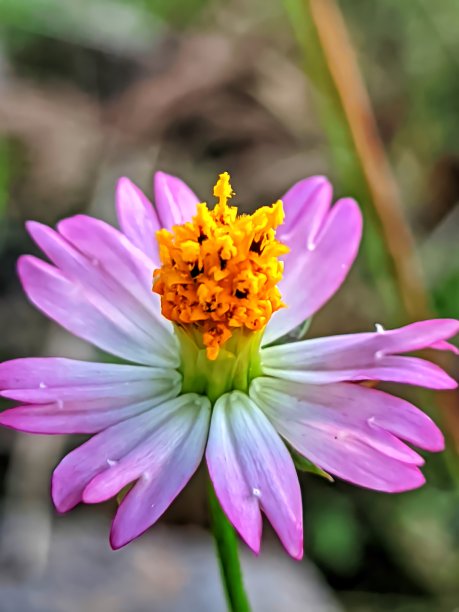 这是一幅生长在路边的野花的图片图片下载