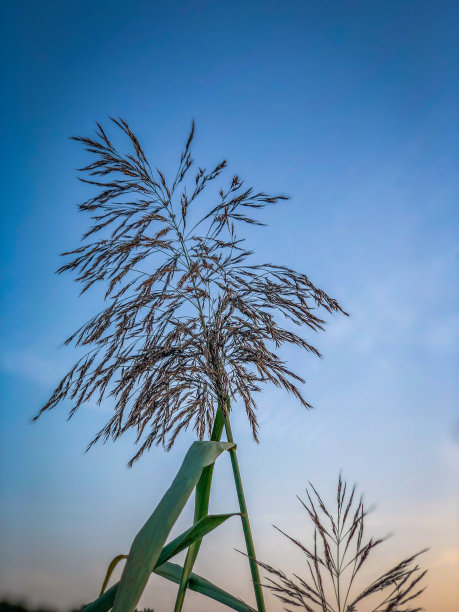 夕阳下美丽的芦苇。图片下载