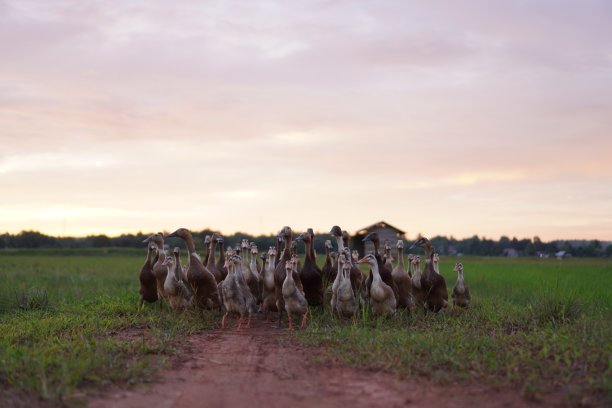 他们家门前的鸭子图片下载
