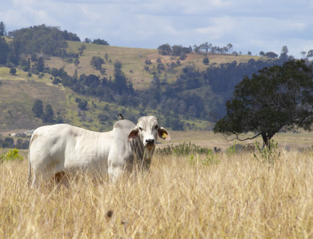 一头公牛看着摄像机。站在长长的棕色草丛中。他背上有一只黑白相间的小鸟。背景中有树木和小山。右边有一棵绿树。澳大利亚布里斯班昆士兰图片下载
